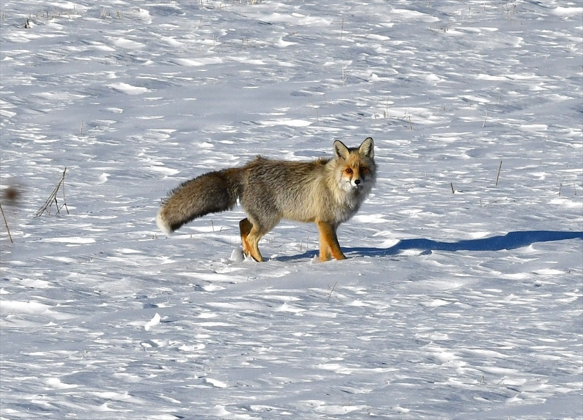 Kars’ın Sarıkamış ilçesinde, karla kaplı doğada yiyecek arayan kızıl tilki...
