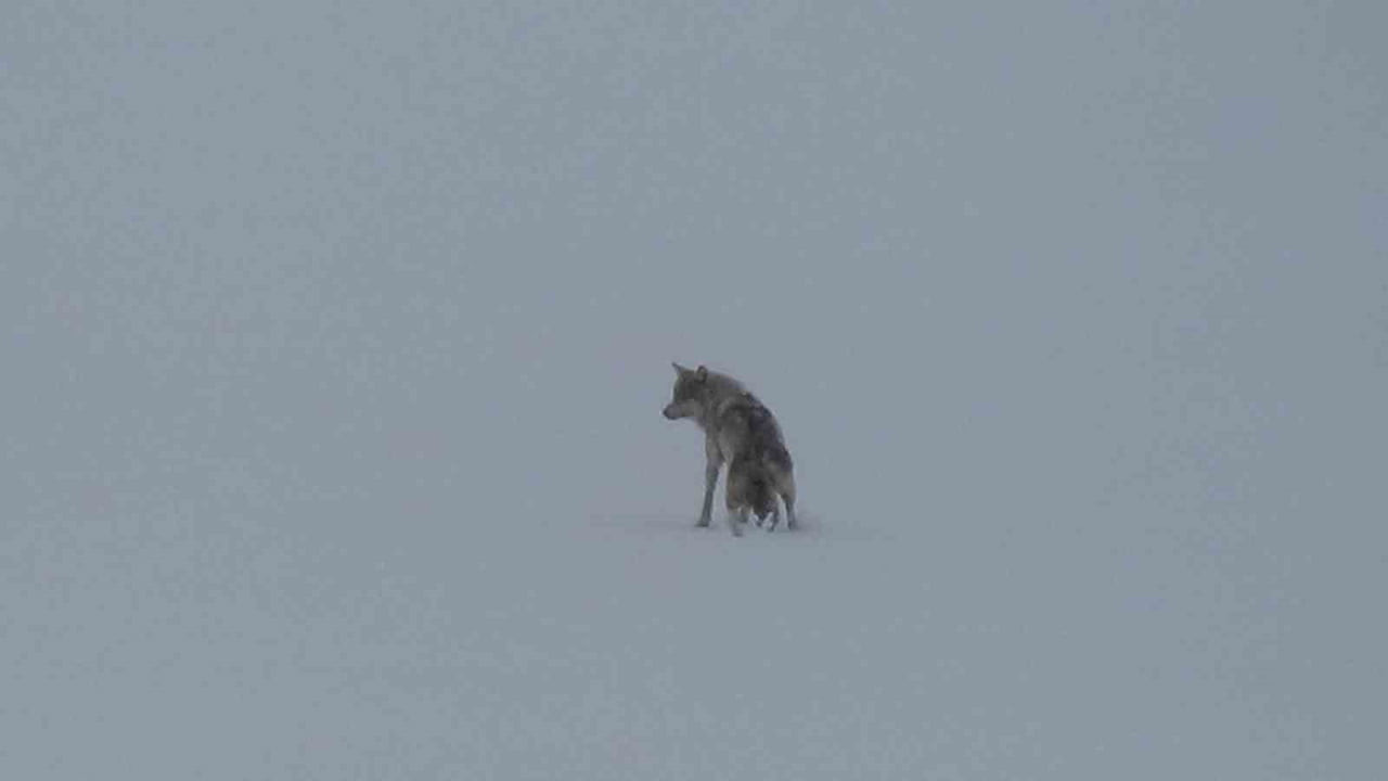 KARS’TA ETKİSİNİ SÜRDÜREN KIŞ, YABAN HAYATINDAN DİKKAT ÇEKİCİ ANLARA SAHNE OLMAYA DEVAM EDİYOR....