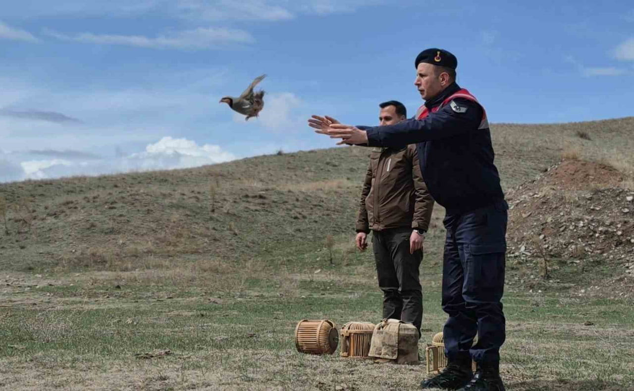 KARS’TA KAÇAK AVCILARA DARBE: 51 CANLI KEKLİK DOĞAYA KAZANDIRILDI(KARS-İHA)