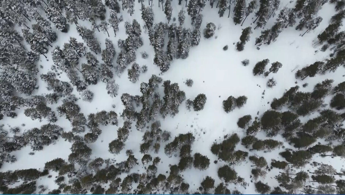 KARS’TA SARIÇAM ORMANLARI BEYAZA BÜRÜNDÜ, TARIM ARAZİLERİ KAR ALTINDA(IŞIK ÇAPANOĞLU-MUHAMMET SEFA...