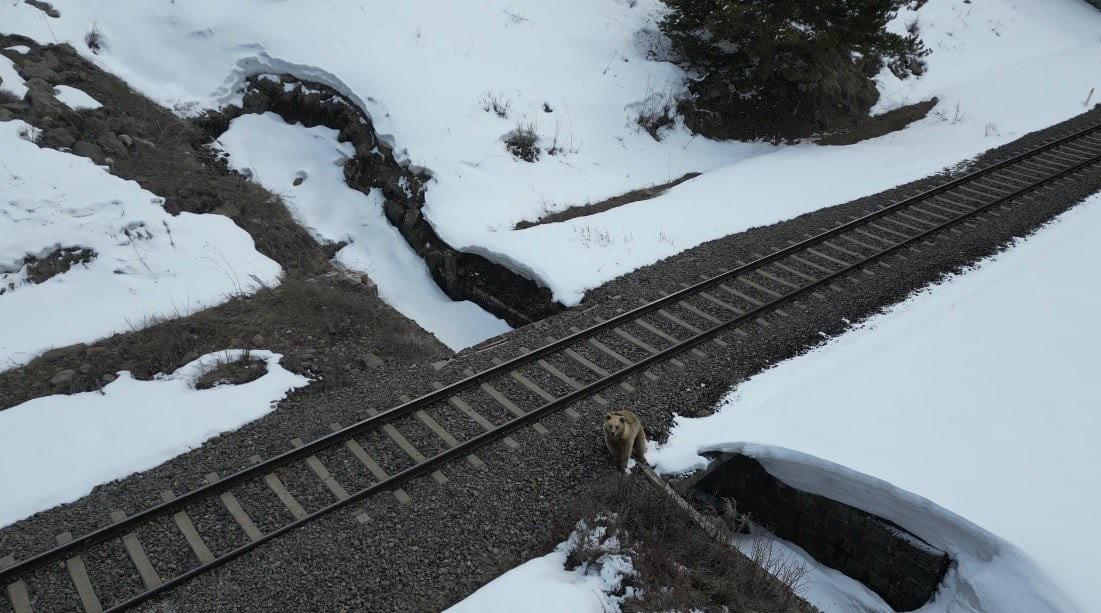 KARS’TA YİYECEK ARAYIŞINA ÇIKAN BİR BOZ AYI, HAVADA SÜZÜLEN DRON İLE KARŞILAŞINCA İLGİNÇ ANLARA...