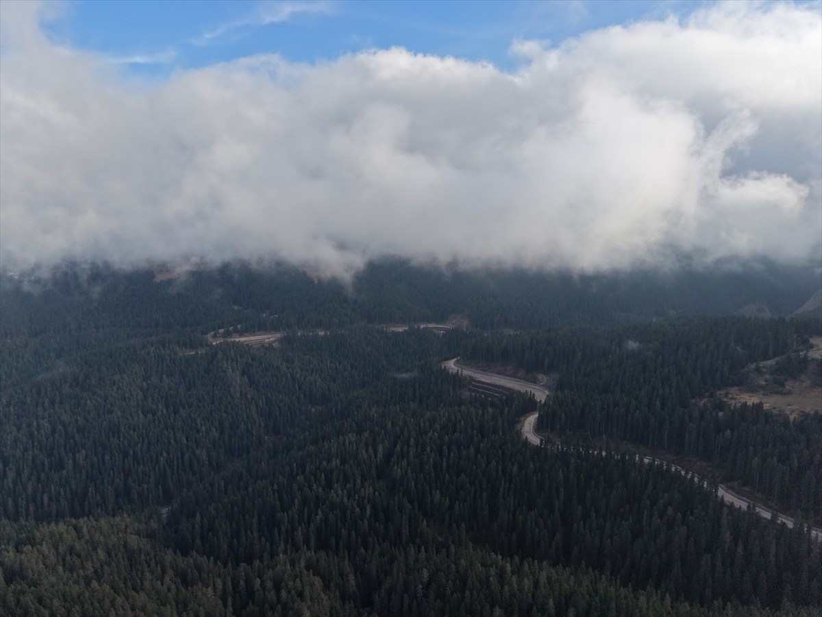 Kastamonu-Çankırı sınırındaki Ilgaz Dağı'nda sis etkili oldu. Çam ağaçlarıyla bütünleşen sis...