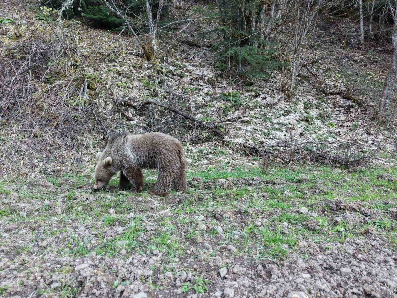 KASTAMONU'DA BAHARIN GELMESİYLE BİRLİKTE KIŞ UYKUSUNDAN UYANAN AYILAR, ORMANLIK ALANDA BESLENİRKEN...