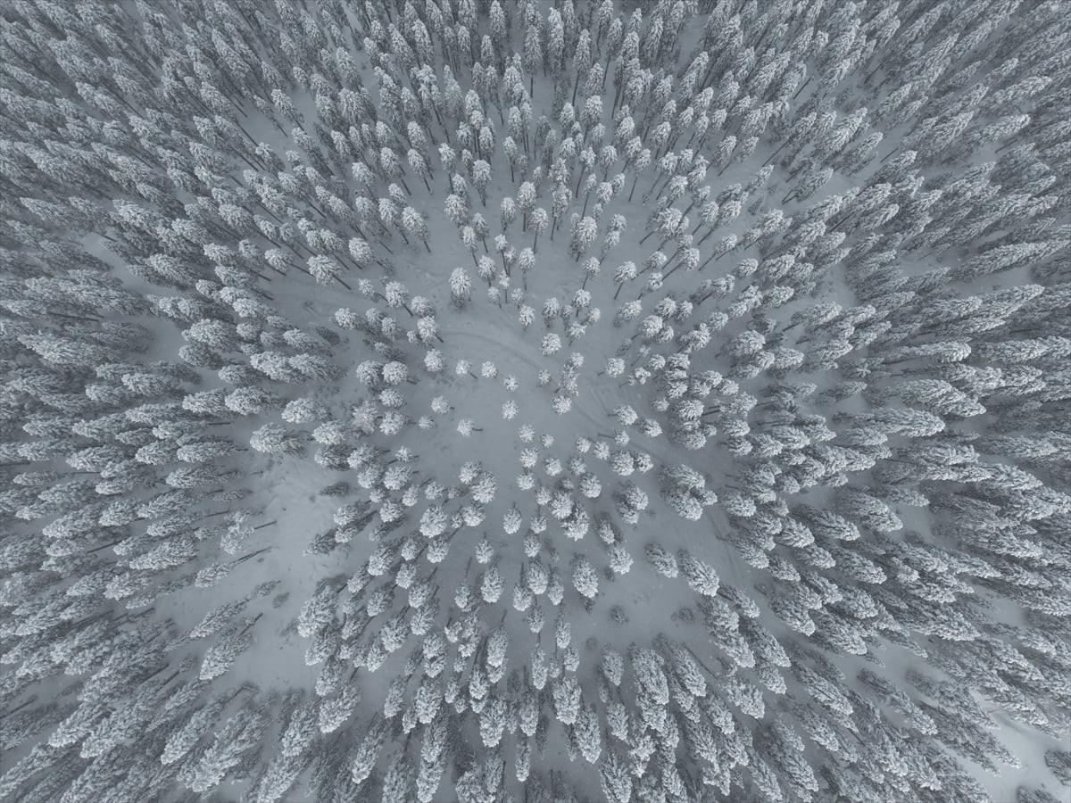 Kastamonu'da etkili olan kar yağışının ardından beyaza bürünen Ilgaz Dağı'ndaki ormanlık alanlar...