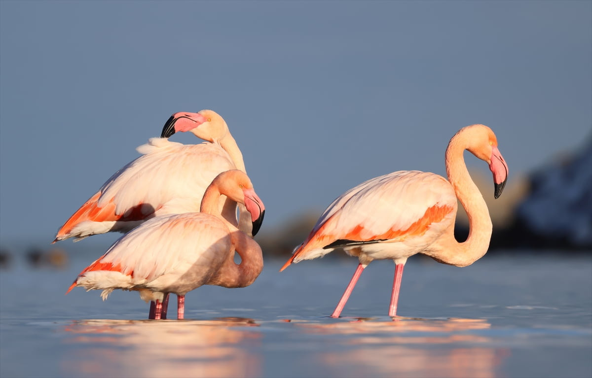 Kastamonu'nun Abana ilçesinde Ezine Çayı'na gelen 3 flamingo, doğaseverlerin ilgi odağı oldu.