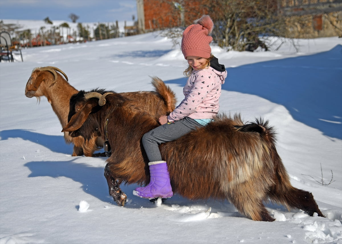 Kastamonu'nun Devrekani ilçesinde yaşayan 8 yaşındaki Ceyda'nın en yakın dostu keçileri. İlçeye...