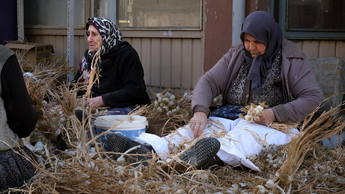 Kastamonu'nun Taşköprü ilçesinde "beyaz altın" olarak nitelendirilen sarımsakta "sıvama" adı...
