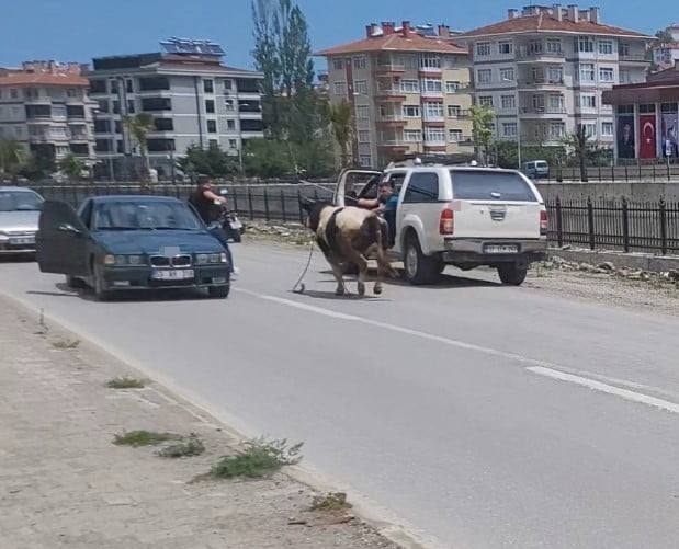 KASTAMONU’NUN İNEBOLU İLÇESİNDE KURBAN PAZARI’NDAN KAÇAN KURBANLIK DANA, SAATLER SÜREN...