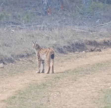 KASTAMONU’NUN TOSYA İLÇESİNDE ORMANLIK ALANDA NESLİ TÜKENME TEHLİKESİ ALTINDAKİ VAŞAK, ORMANLIK...
