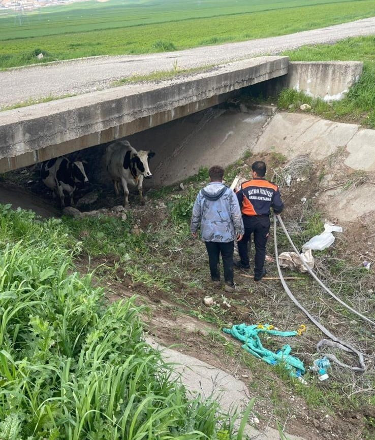 KAYBOLAN İKİ İNEK, İTFAİYE EKİPLERİNİN YÜRÜTTÜĞÜ ÇALIŞMA SONUCU KÖPRÜ ALTINDA...