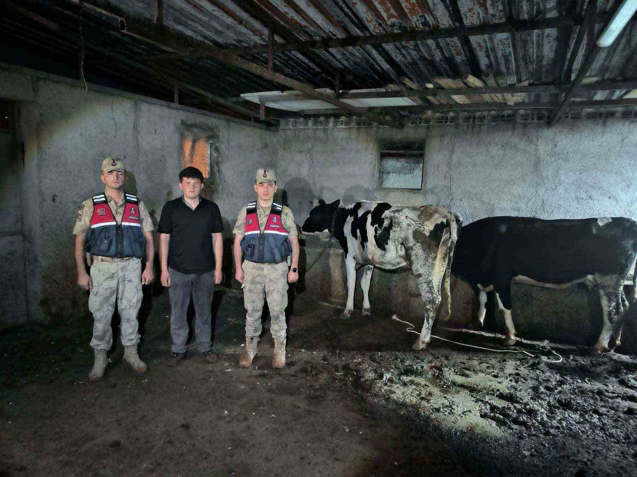 KAYIP BÜYÜKBAŞ HAYVANLAR JANDARMA EKİPLERİNCE BULUNDU