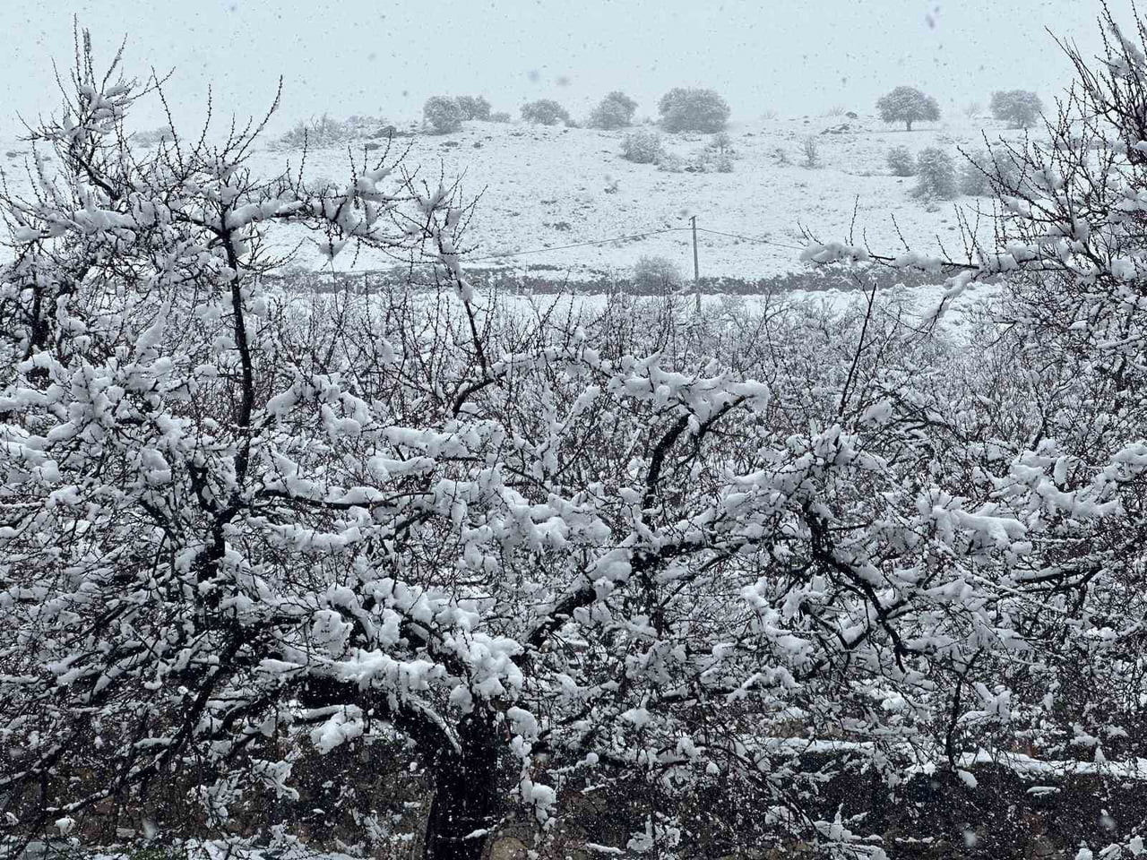 KAYISI BAHÇELERİ KAR ALTINDA