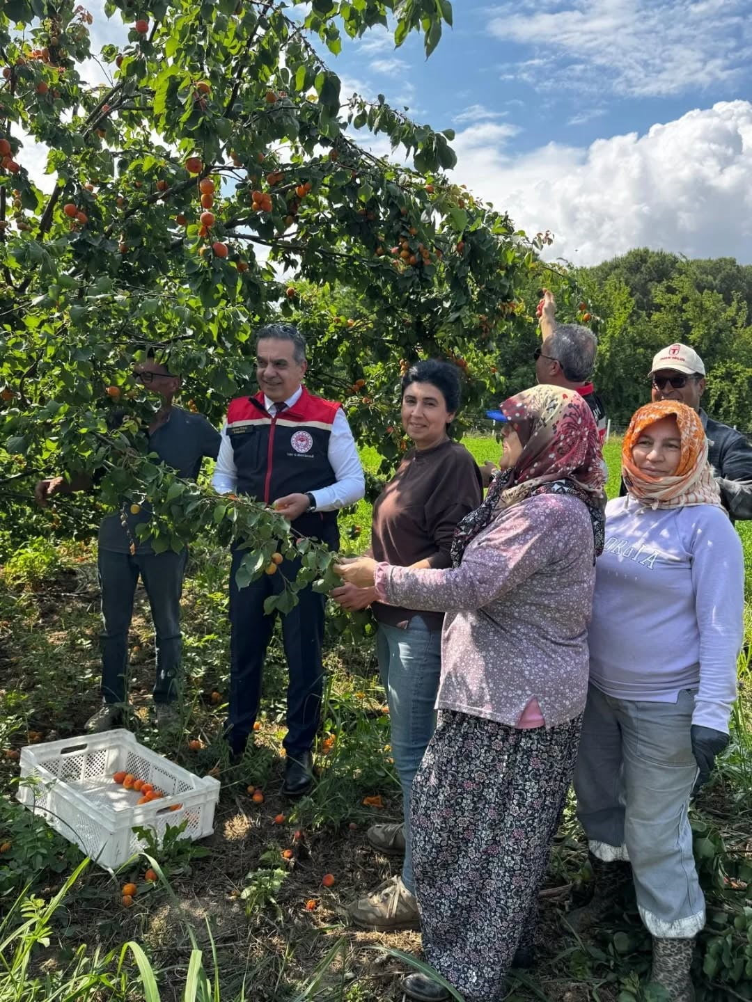 KAYISI BAHÇELERİNDE HASAT BAŞLADI