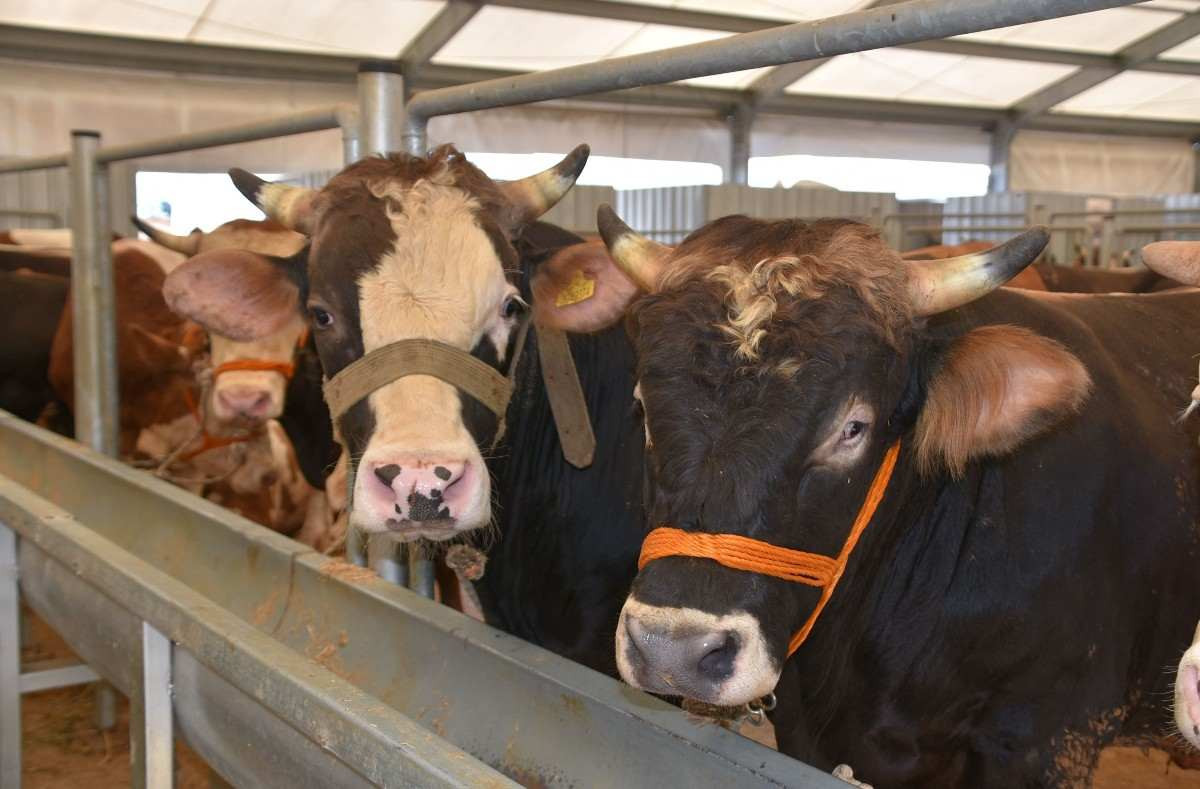 Kayseri kurbanlık fiyatları