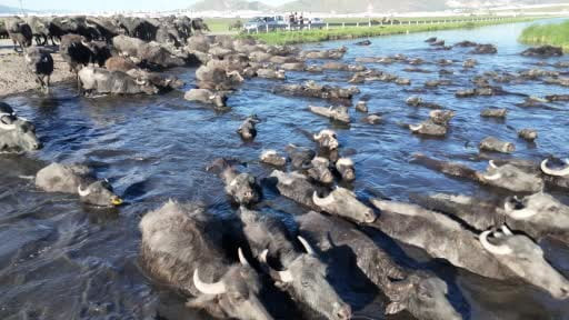 Kayseri'de belgesel tadında görüntüler...Erciyes'in eteklerinde manda safari