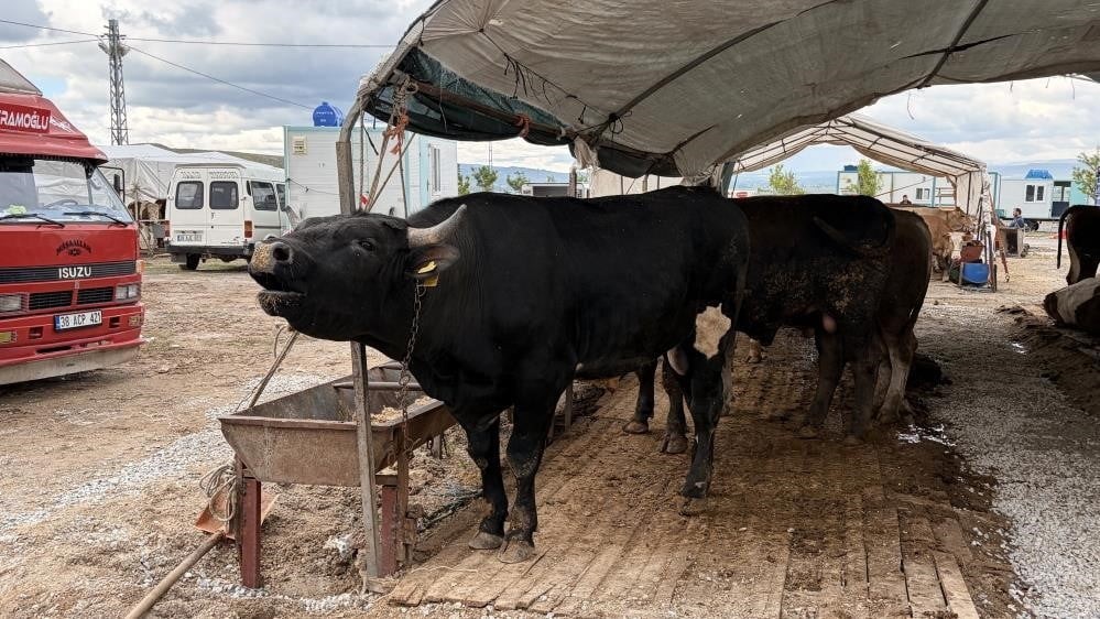 KAYSERİ'DE KURBAN BAYRAMI'NDA 19 BİN 322'İ BÜYÜKBAŞ, 33 BİN 965 KÜÇÜKBAŞ OLMAK ÜZERE TOPLAMDA 53...