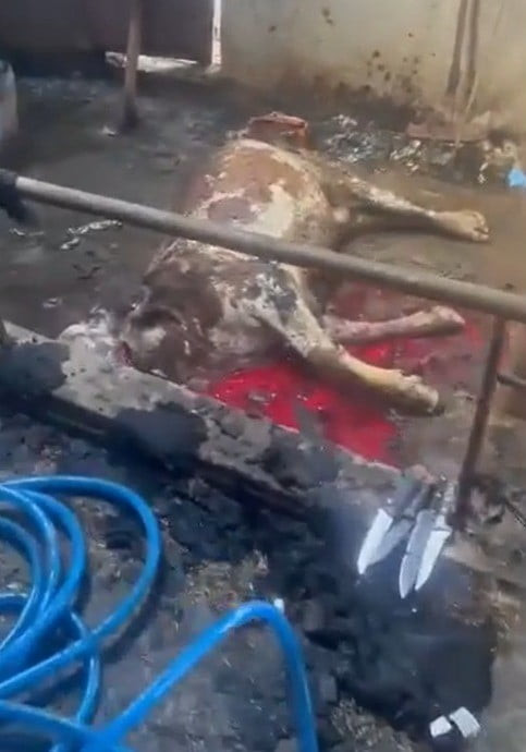 KAYSERİ'NİN İNCESU İLÇESİNDE BİR AHIRDA ÇIKAN YANGINDA 12 BÜYÜKBAŞ HAYVAN TELEF OLDU.