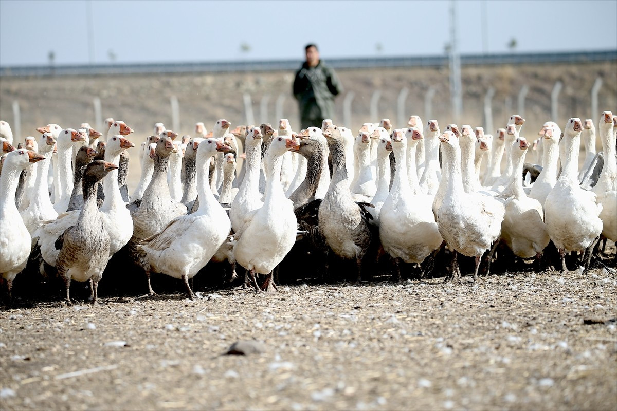 Kaz varlığı bakımından Türkiye'de ilk sırada yer alan Kars'ta, yıllık 510 bin anaç kazdan yaklaşık...