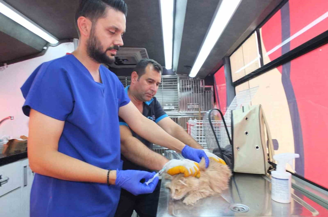 KEDİ TEDAVİSİ