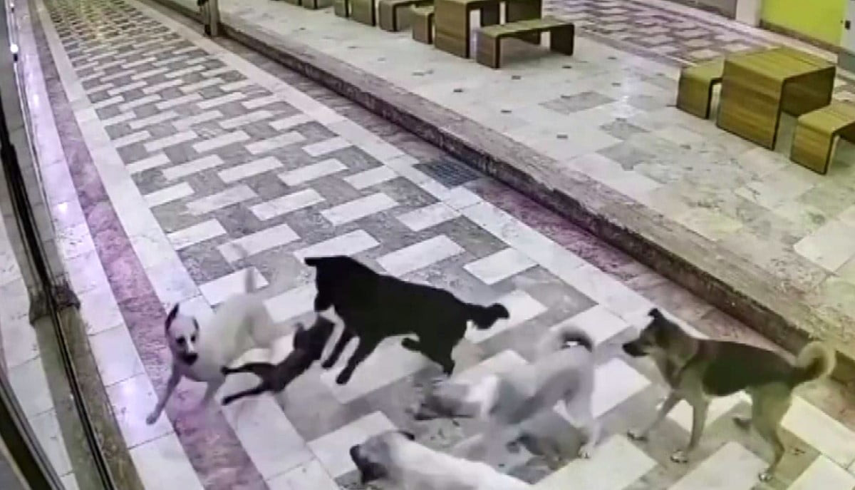 KEDİNİN TEK BAŞINA 6 KÖPEKLE MÜCADELE ETTİĞİ ANLAR KAMERAYA YANSIDI