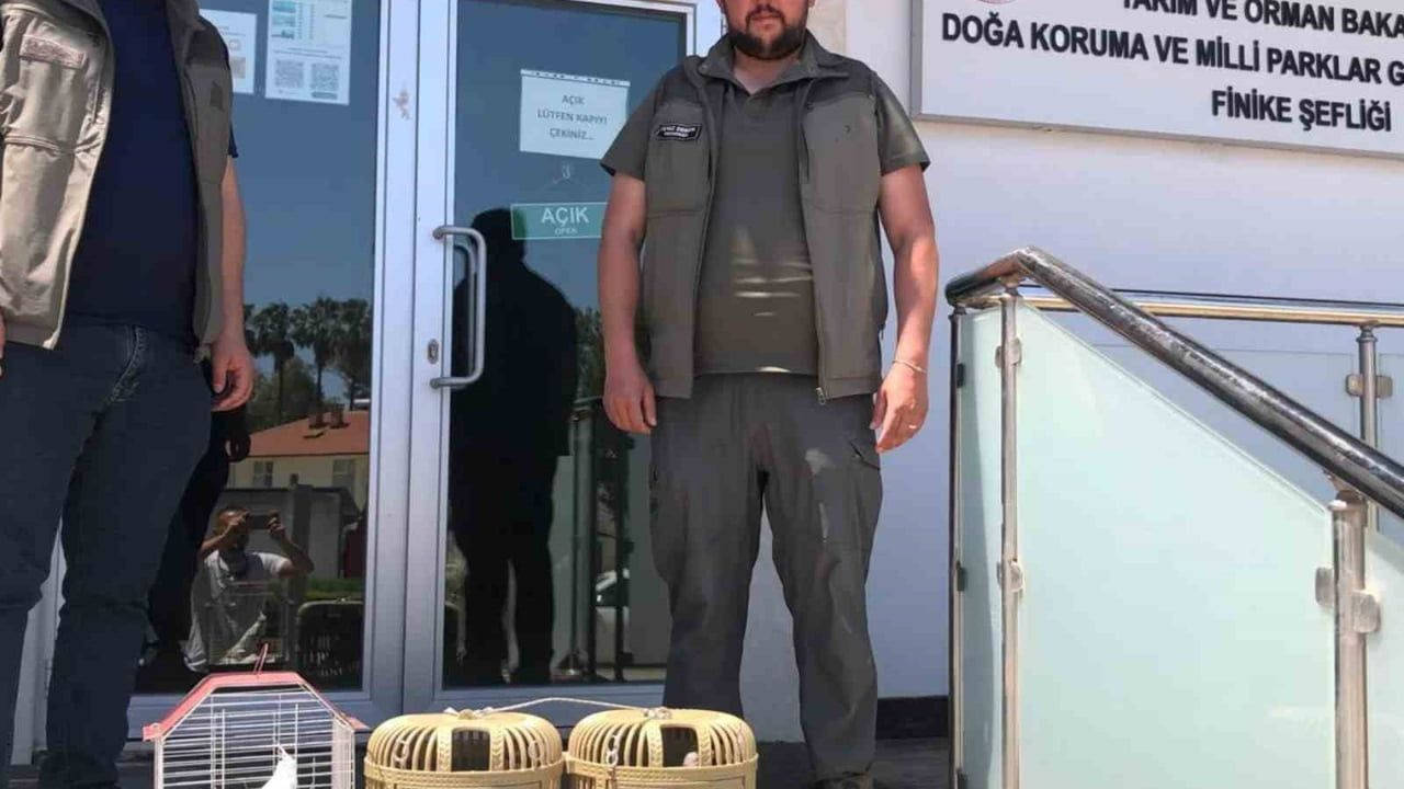 Keklik ve Papağan Kaçakçılığına Geçit Yok