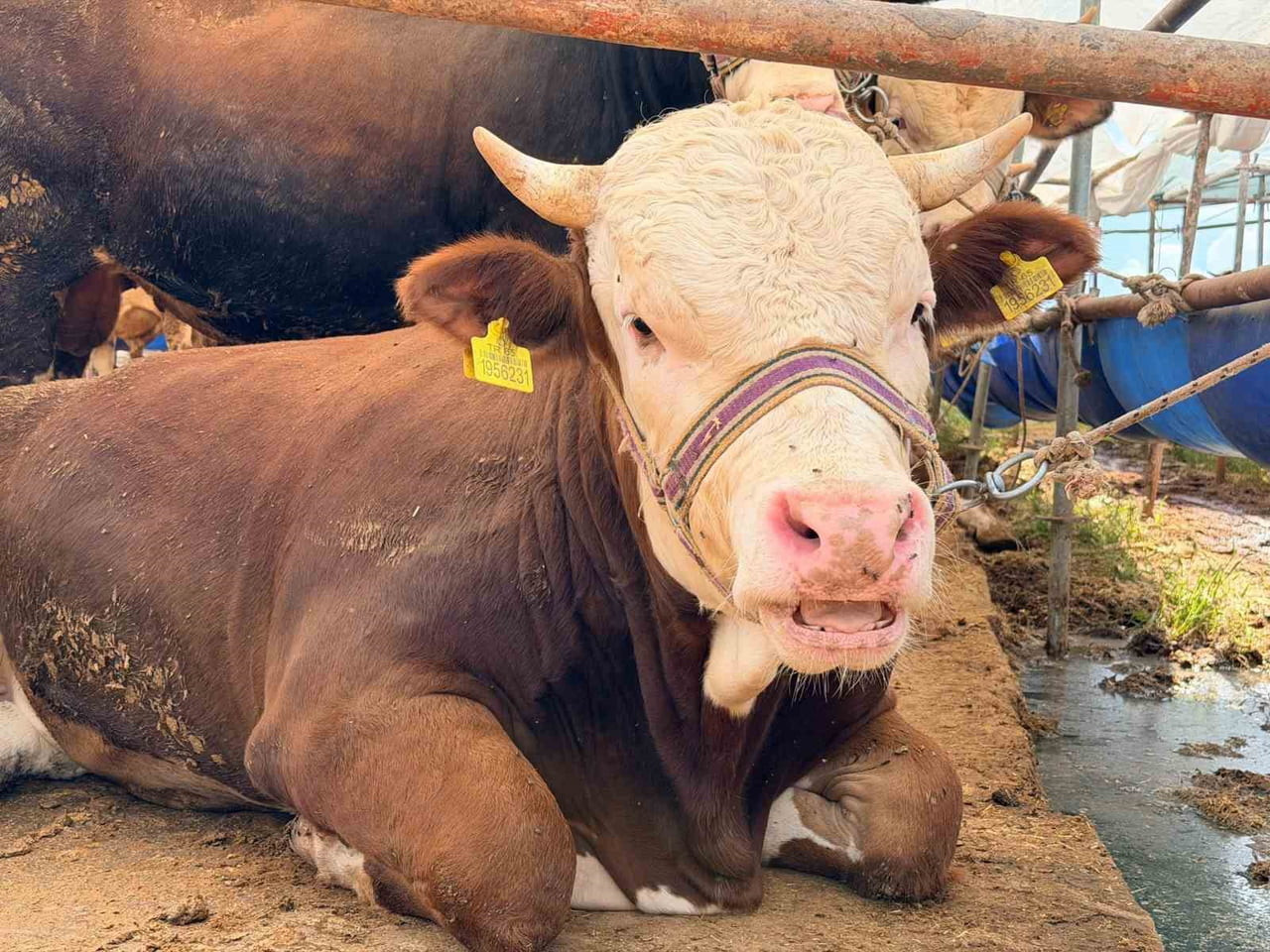 KEPEZ BELEDİYESİ, YAKLAŞAN BAYRAM ÖNCESİNDE VATANDAŞLARIN KURBAN İBADETLERİNİ SAĞLIKLI, GÜVENLİ VE...