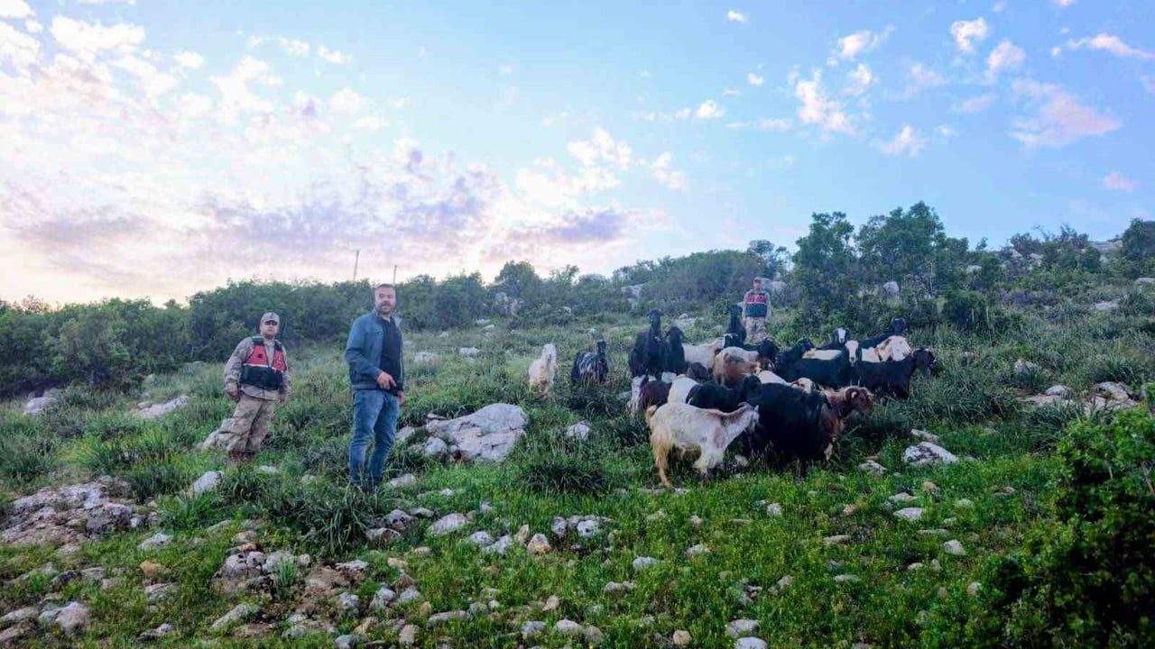 KİLİS’TE KAYBOLAN 90 KÜÇÜKBAŞ HAYVAN BULUNDU