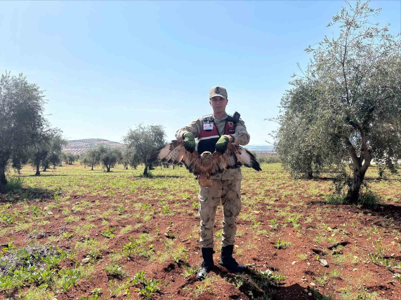 KİLİS’TE YARALI KIZIL ŞAHİN BULUNDU