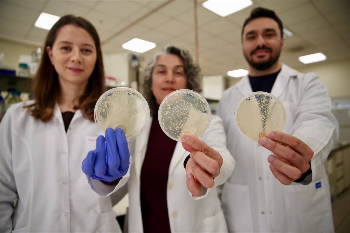 Kimyasal ilaç kullanmadan sivrisinek popülasyonunun kontrol altına alınmasını sağlayan Bacillus...