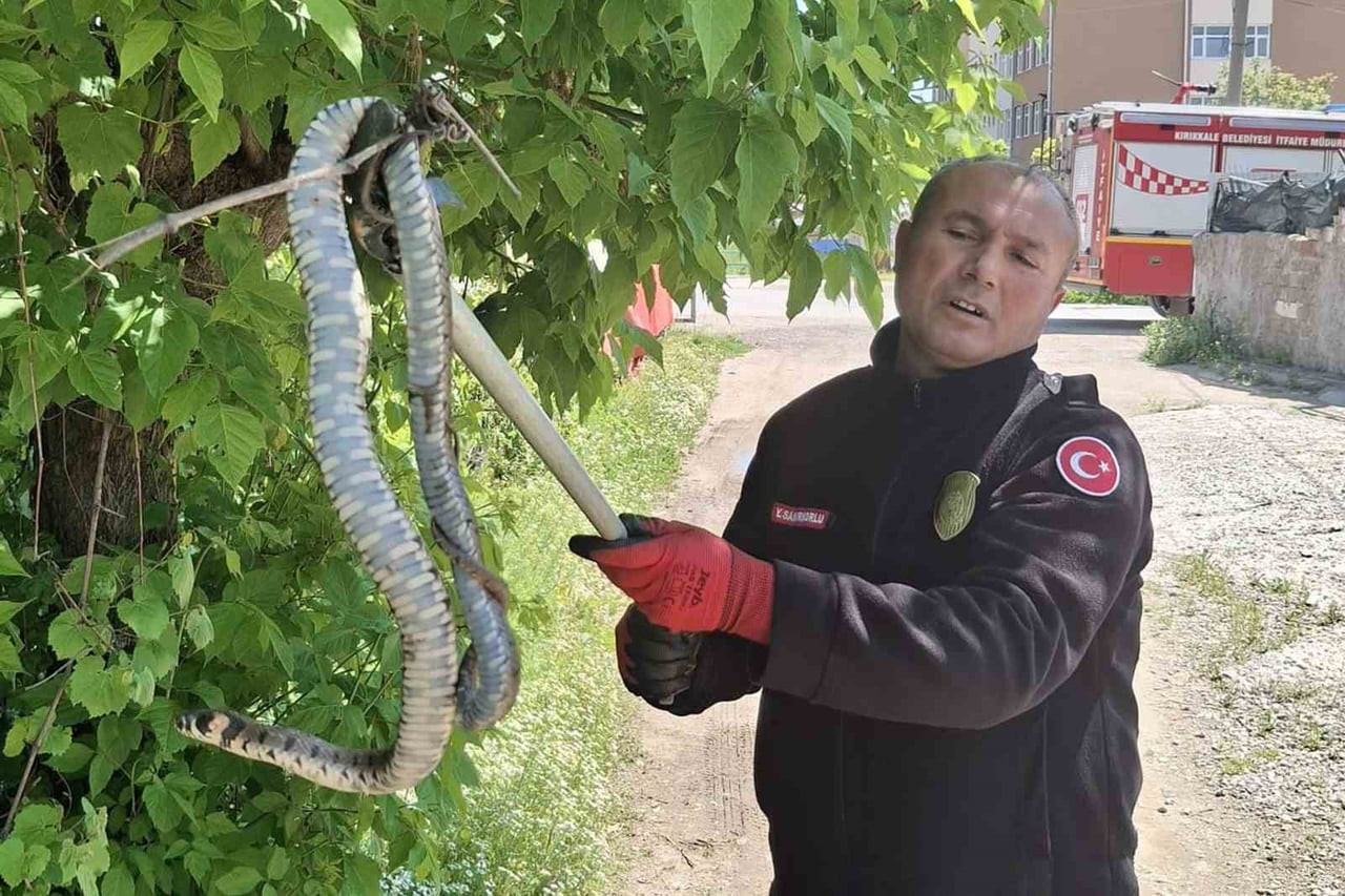 KIRIKKALE’DE AĞAÇTAKİ KUŞ YAVRULARINI AVLAMAK İÇİN ÇIKTIĞI DEĞERLENDİRİLEN YILAN, İTFAİYE...