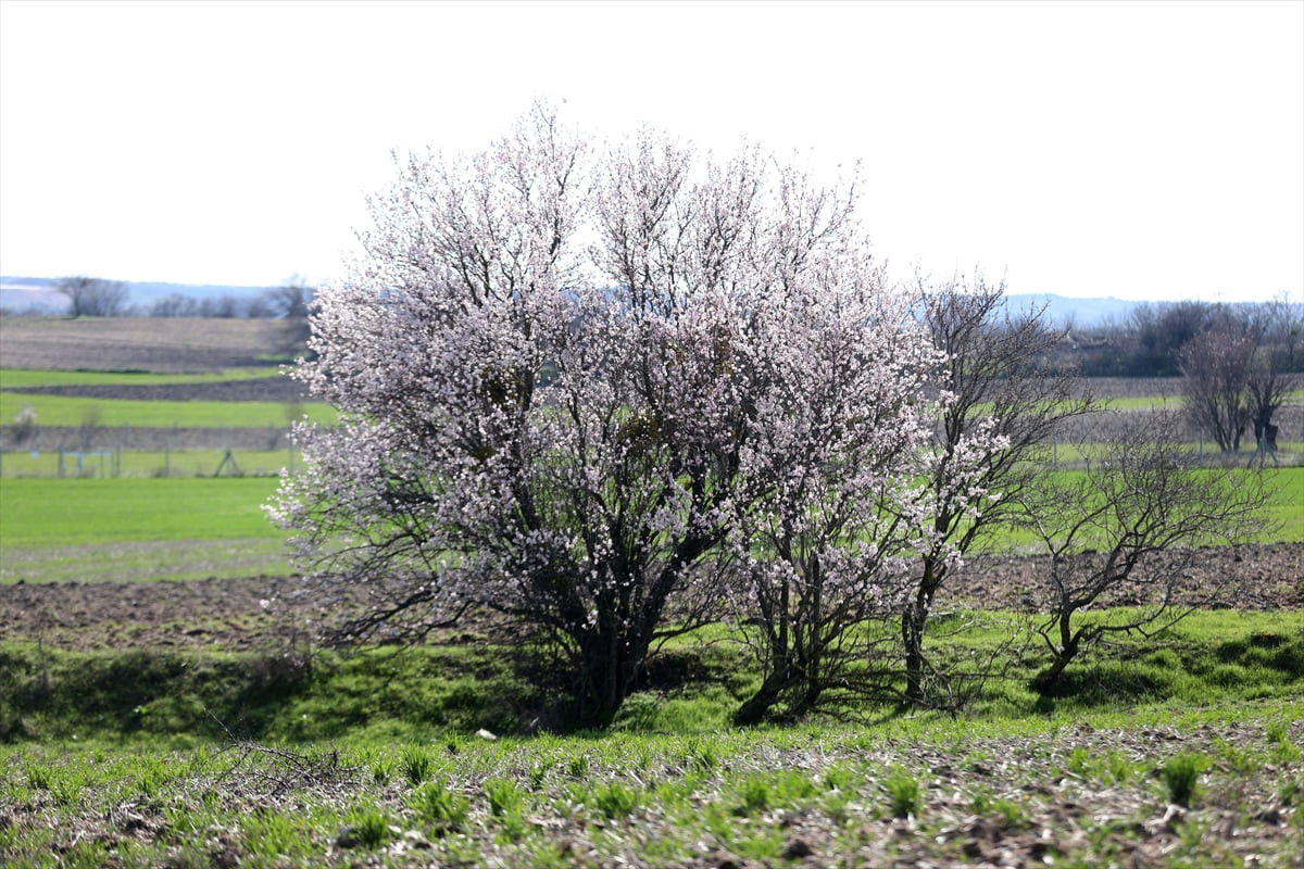 Kırklareli'nde hava sıcaklığının artmasıyla badem ağaçları çiçek açtı. Kızılcıkdere köyü...