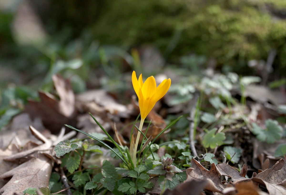 Kırklareli'nde hava sıcaklıklarının mevsim normallerinin üzerine çıkmasıyla Istranca Dağları...