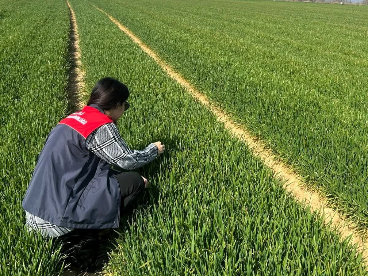 KIRKLARELİ'NİN LÜLEBURGAZ VE PEHLİVANKÖY İLÇELERİNDE HUBUBAT EKİLİ ALANLARDA YÜRÜTÜLEN SAHA...