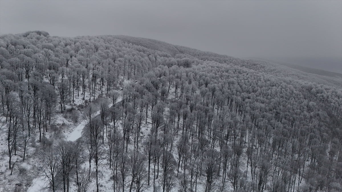 Kırklareli’nin yüksek kesimlerinde etkili olan kar yağışıyla beyaza bürünen Istranca Ormanları...