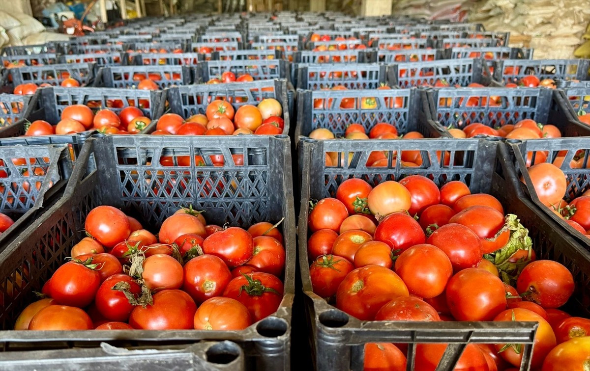 Kırşehir Açık Ceza İnfaz Kurumu Yerleşkesi'ndeki 63 hükümlünün katılımıyla üretilen meyve, sebze...