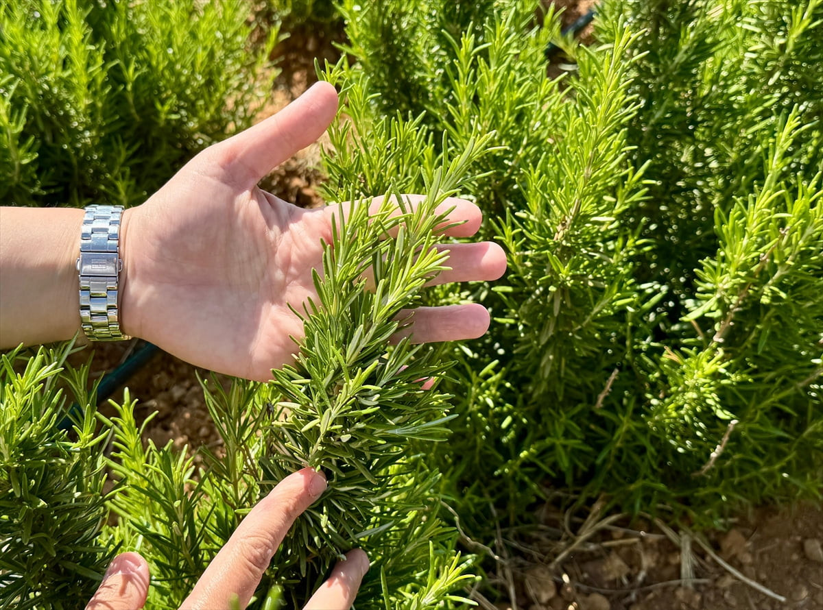 Kırşehir Ahi Evran Üniversitesi (KAEÜ) tarafından yetiştirilen 65 tür tıbbi aromatik bitkinin...