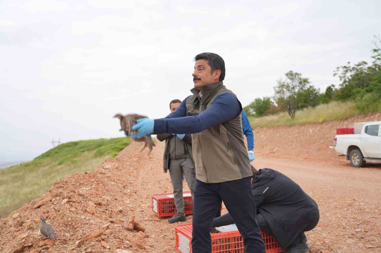 KIRŞEHİR'DE, DOĞA KORUMA VE MİLLİ PARKLAR GENEL MÜDÜRLÜĞÜ'NÜN DOĞAYA KINALI KEKLİK SALIMINDA 3...
