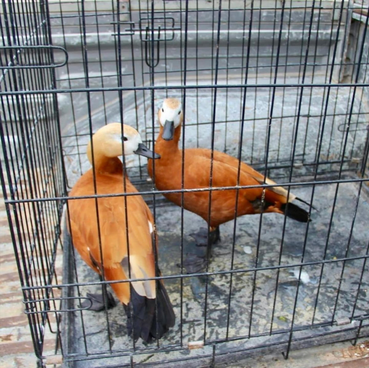 Kırşehir'de koruma altındaki 2 angut kuşu avlayan kişiye 16 bin 336 lira ceza uygulandı.