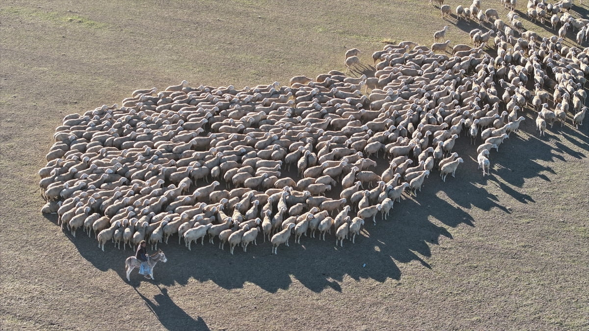 Kırşehir'deki Malya Tarım İşletmesi, yetiştirdiği yerli ırk koyunlar ile ülkede hayvancılığın...