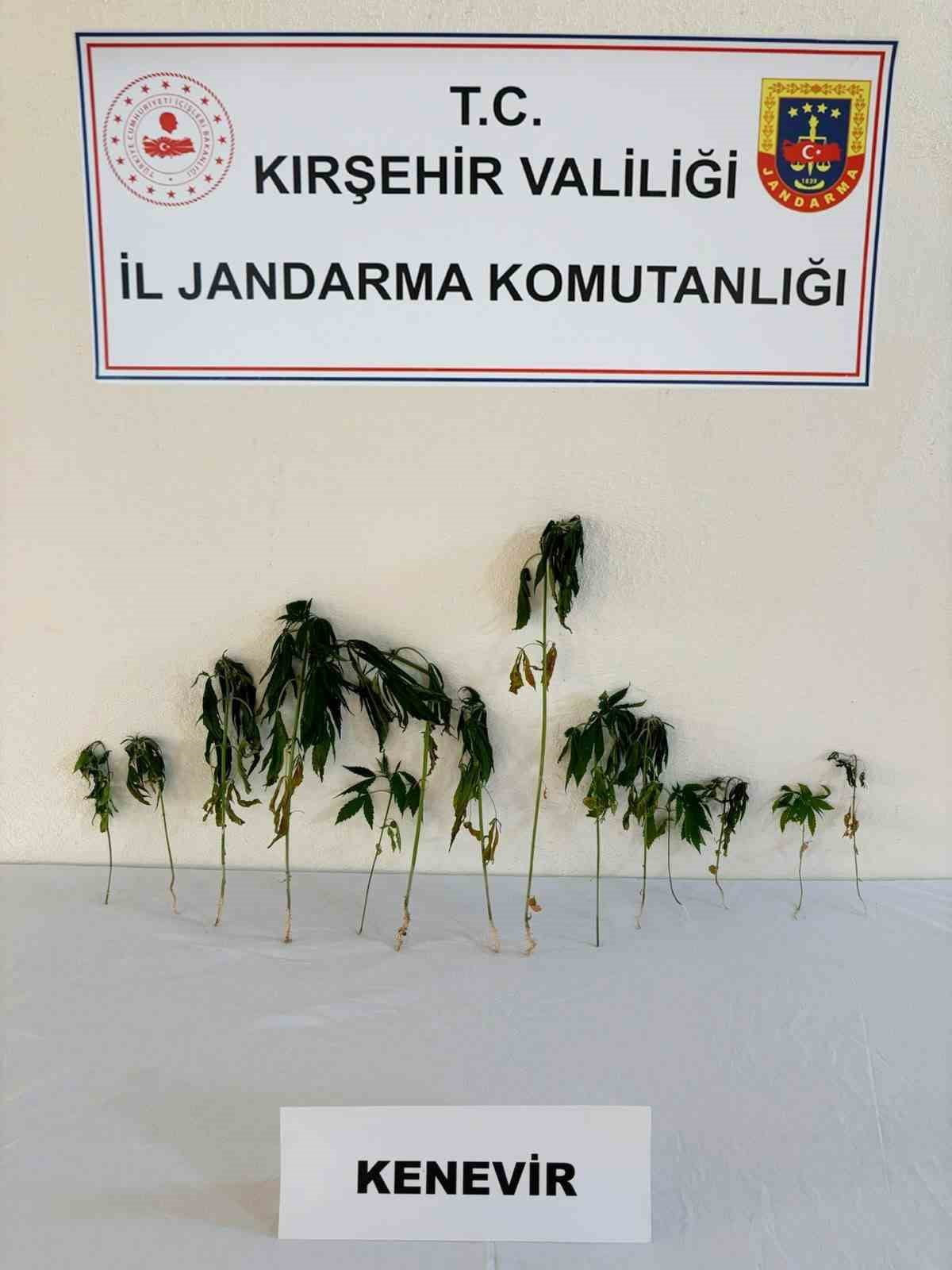 KIRŞEHİR'İN AKPINAR İLÇESİNDE JANDARMA EKİPLERİNCE DÜZENLENEN OPERASYONDA BAHÇEYE EKİLİ HALDE...