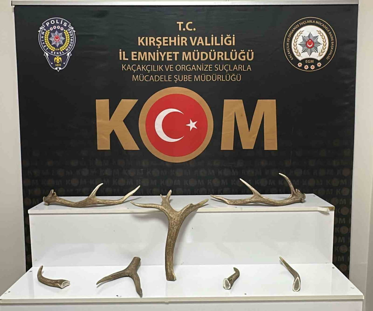 KIRŞEHİR’DE BİR İŞ YERİNDE YAPILAN ARAMADA 7 KIZIL GEYİK BOYNUZU ELE GEÇİRİLDİ.