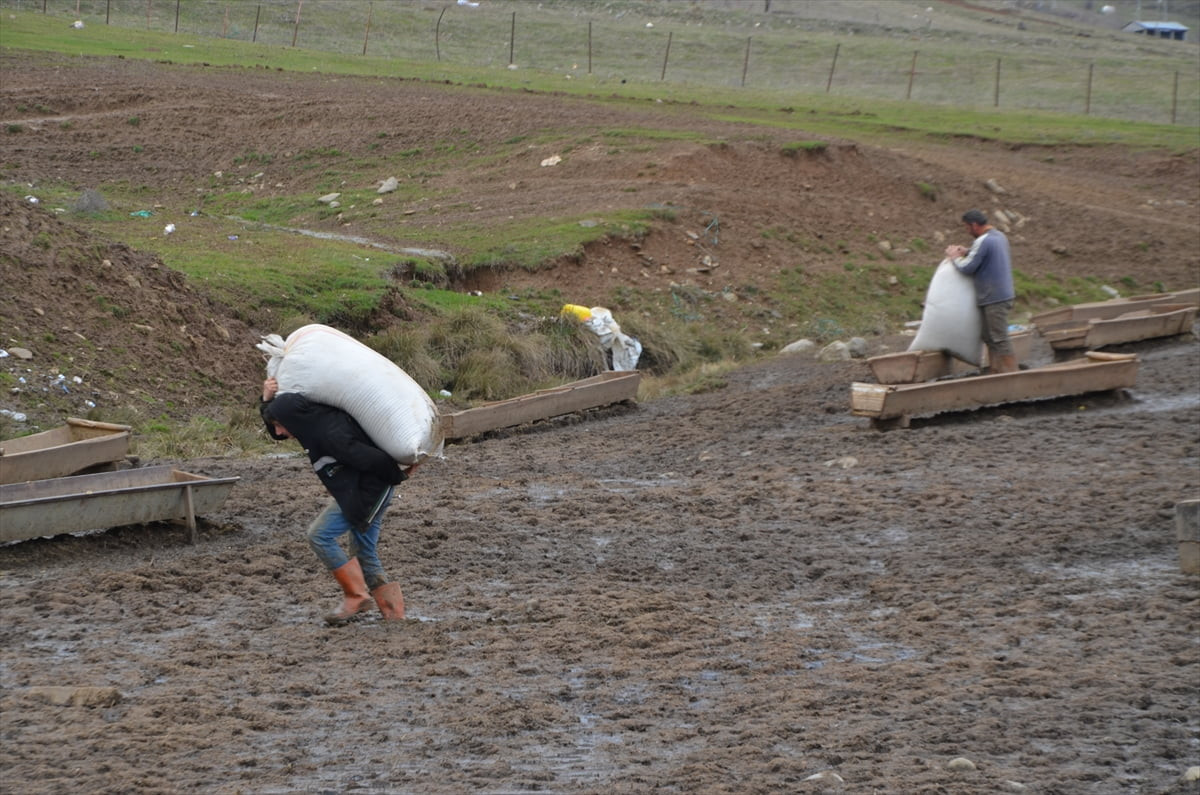 Kış mevsiminin çetin geçtiği Muş'ta besiciler, zor koşullarda hayvanlarının bakımını...