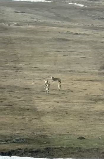 KIŞ ŞARTLARININ ETKİSİNİ SÜRDÜRDÜĞÜ ARDAHAN’DA YİYECEK ARAYIŞINA ÇIKAN KURTLAR, SÜRÜ HALİNDE...
