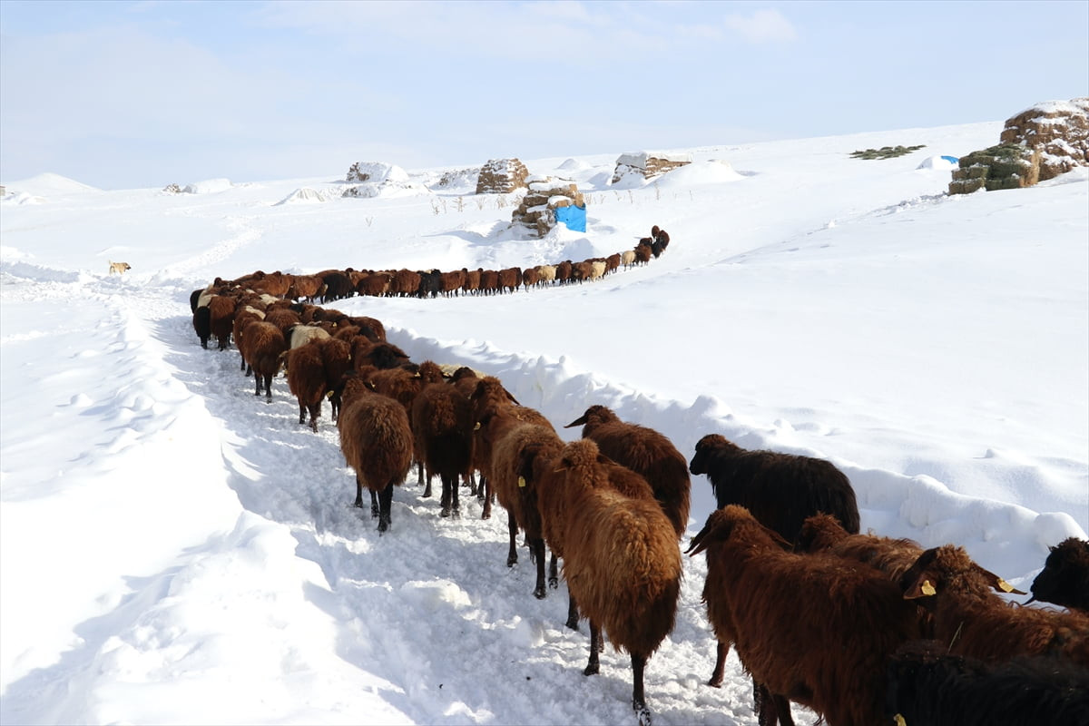 Kışın çetin geçtiği Ağrı'nın Taşlıçay ilçesinde besiciler, dondurucu soğuklara rağmen karın...