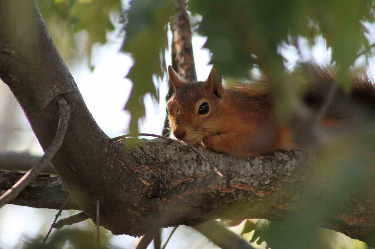 KIZIL SİNCAP PİKNİKÇİLERİN NEŞESİ OLDU