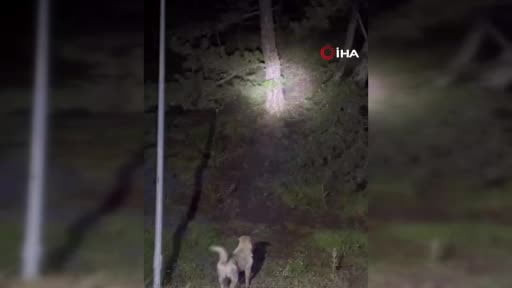 Kızılcahamam'da başıboş sokak köpekleri ile ayıların kavgası kamerada