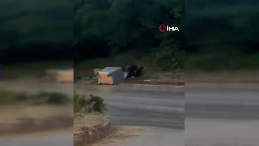 Kızılcahamam'da sevimli ayı ailesi sokağa indi