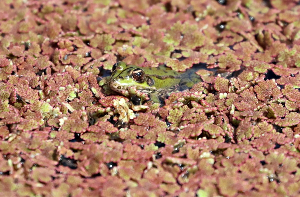 Kızılırmak Deltası Kuş Cenneti, baharın gelişiyle yeşilin tonlarına hakim olmaya başladı. Kızıl...
