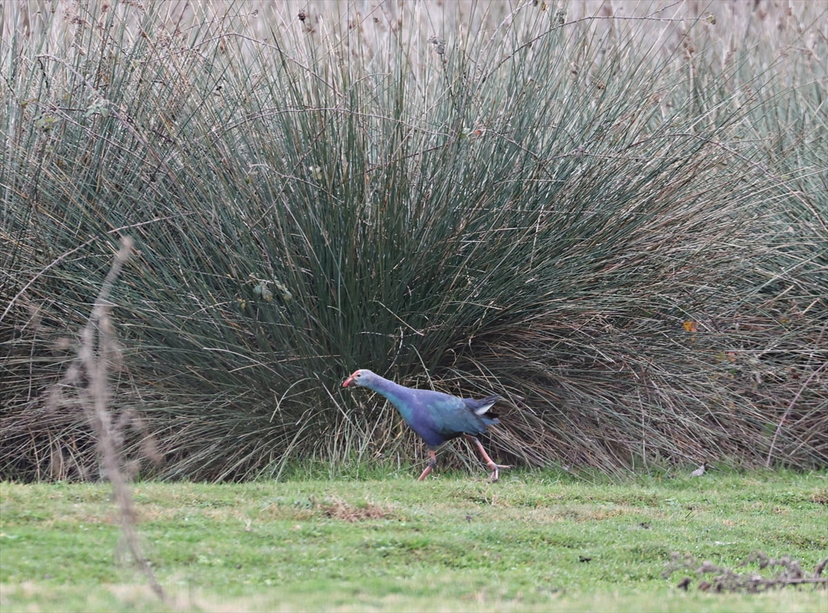 Kızılırmak deltası, zengin biyoçeşitliliğiyle önemli sulak alanlar arasında yer alırken hem bu...