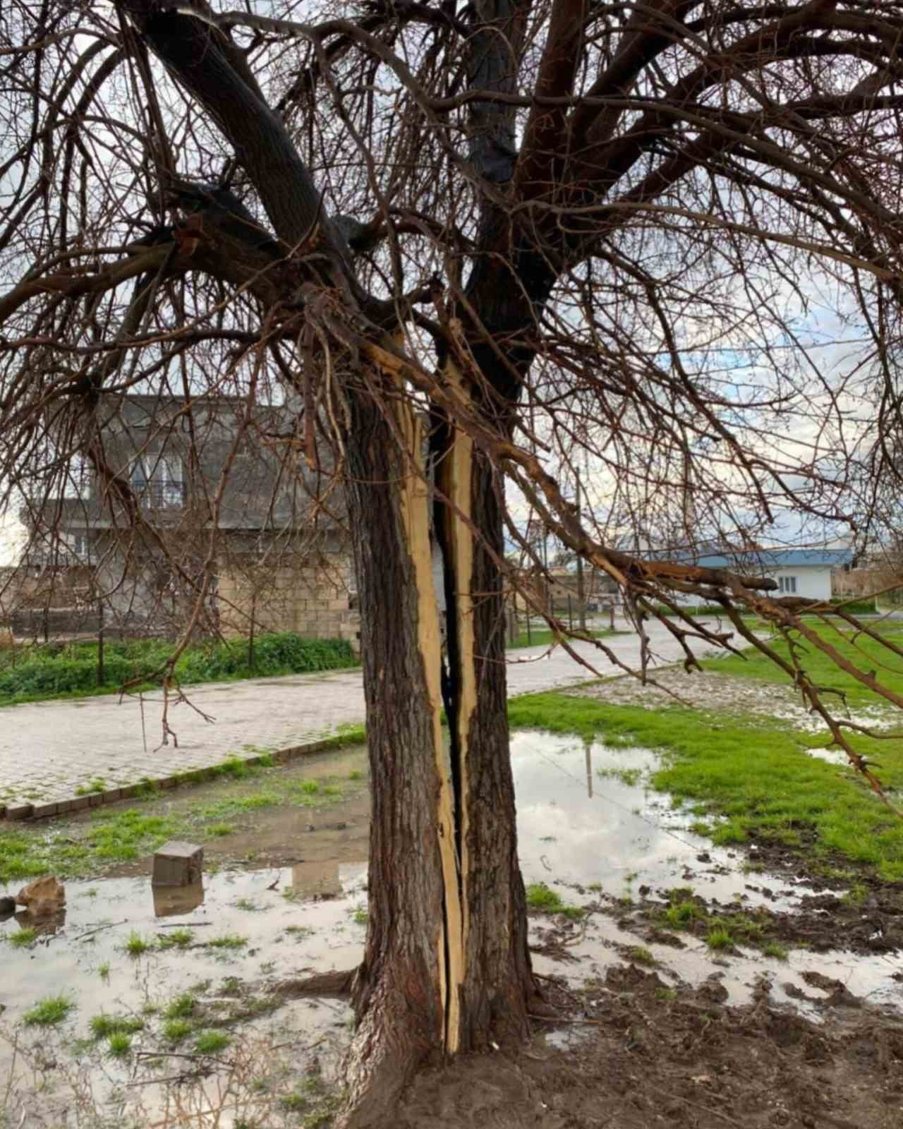 KIZILTEPE İLÇESİNDE ETKİLİ OLAN GÖK GÜRÜLTÜLÜ SAĞANAK SIRASINDA YILDIRIMIN İSABET ETTİĞİ AĞAÇ...